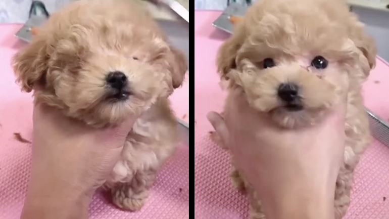 Νέο κούρεμα