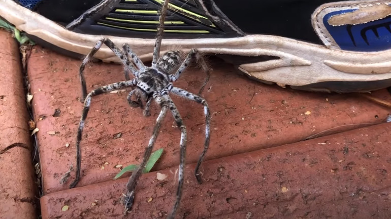 Όταν αφήνεις τα παπούτσια έξω από το σπίτι και μένεις στην Αυστραλία