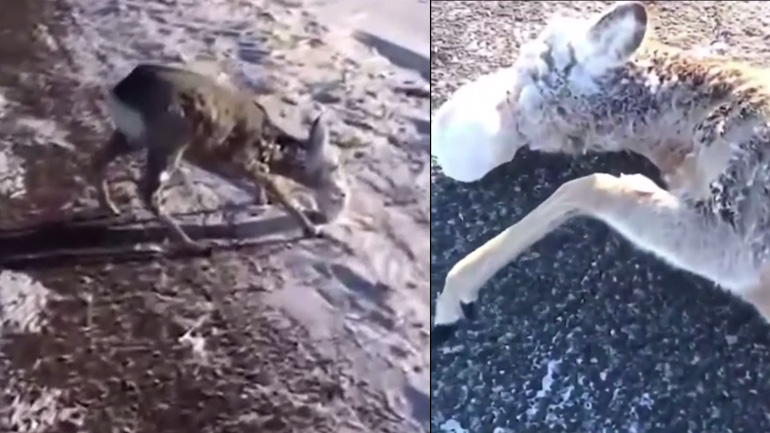 Άνδρες βοηθούν ένα ελάφι που πάγωσε στην άκρη του δρόμου