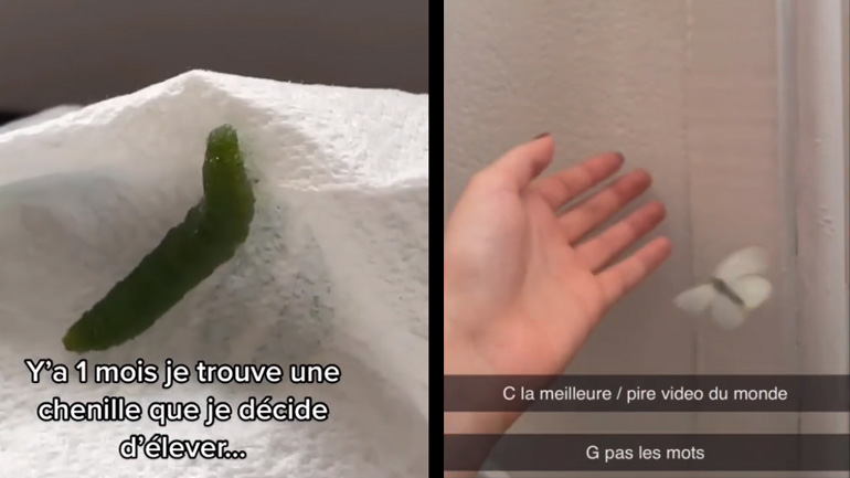 Μια γυναίκα βρήκε μια κάμπια και την κράτησε μέχρι να γίνει πεταλούδα