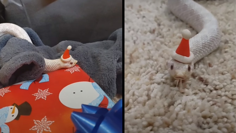 Ένα φίδι με το σκουφί του Άγιου Βασίλη