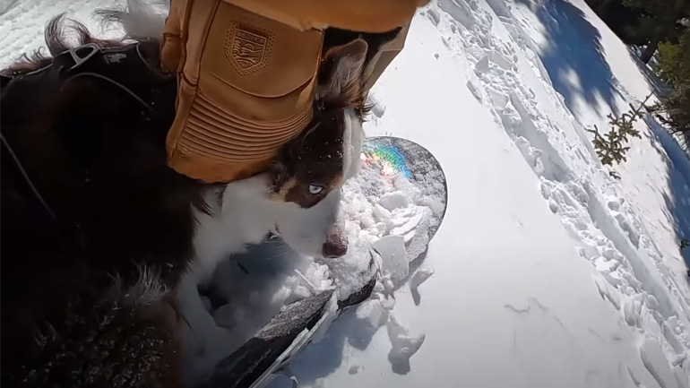 Σκύλος κάνει snowboard με τον ιδιοκτήτη του