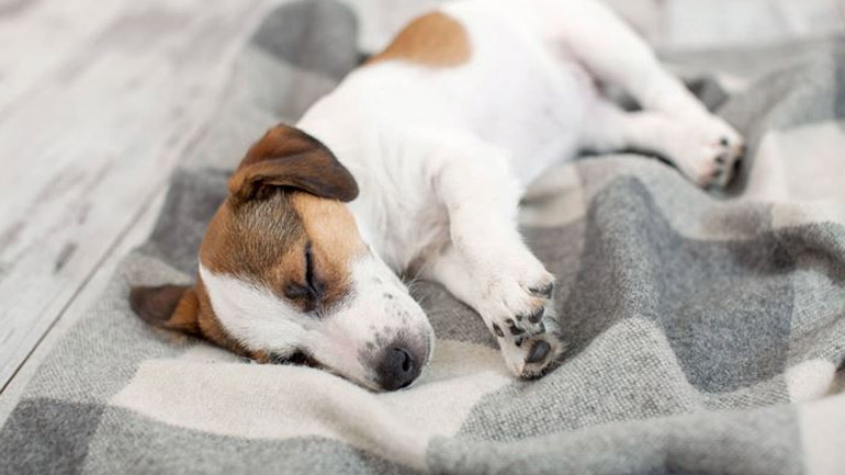 Πόσες ώρες τη μέρα πρέπει να κοιμάται το σκυλάκι μου