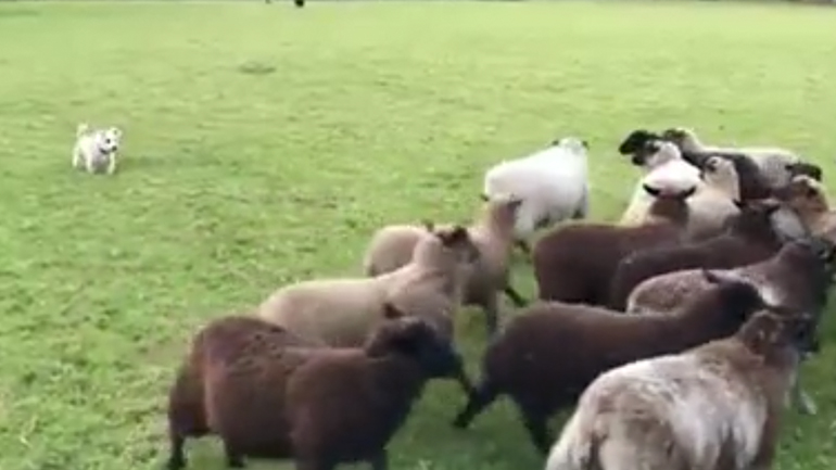 Δύσκολη η δουλειά του τσοπάνη