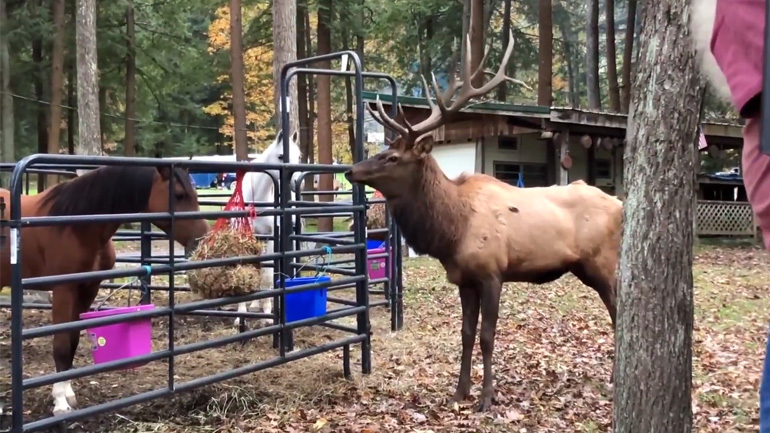 Τάρανδος vs άλογο
