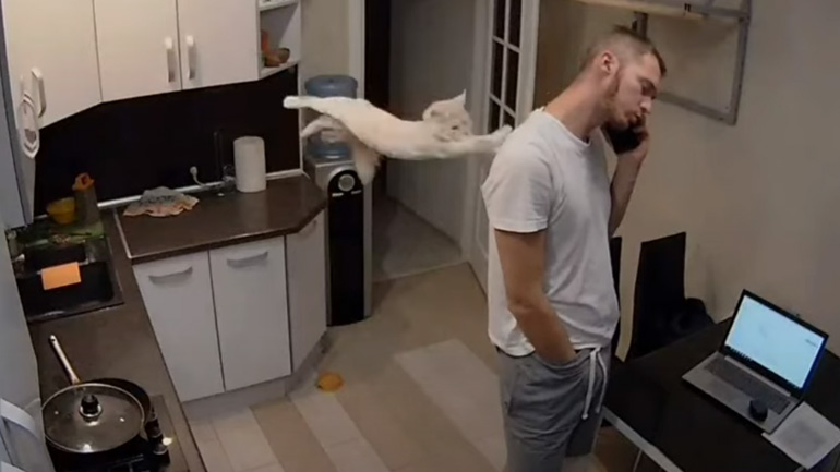 Η γάτα επιτέθηκε πισώπλατα στον άνθρωπο