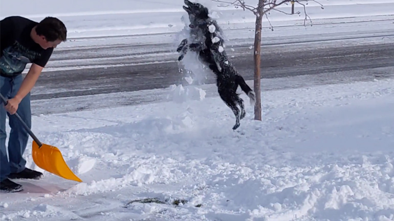 Σκύλος διασκεδάζει στα χιόνια