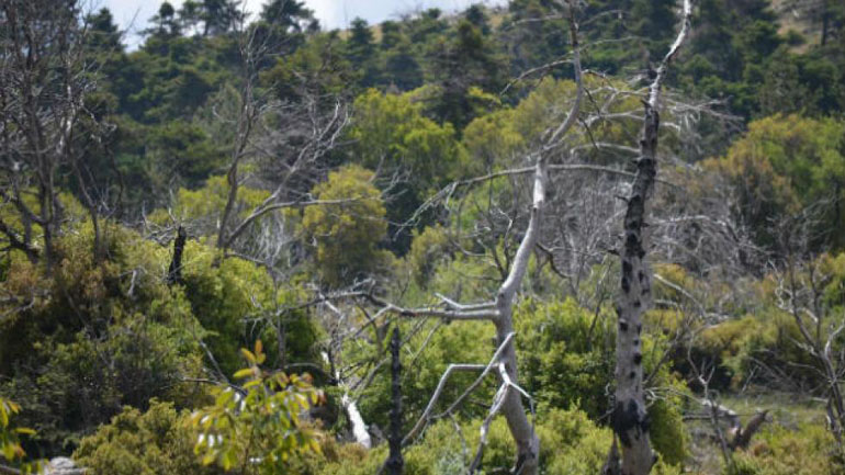 Φάμελλος: Η κυβέρνηση Μητσοτάκη κατάργησε φορείς εθνικών δρυμών και πάρκων