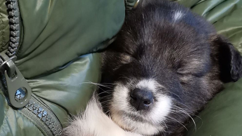 Οι Σαμαρείτες των αδέσποτων ζώων της Θεσσαλονίκης