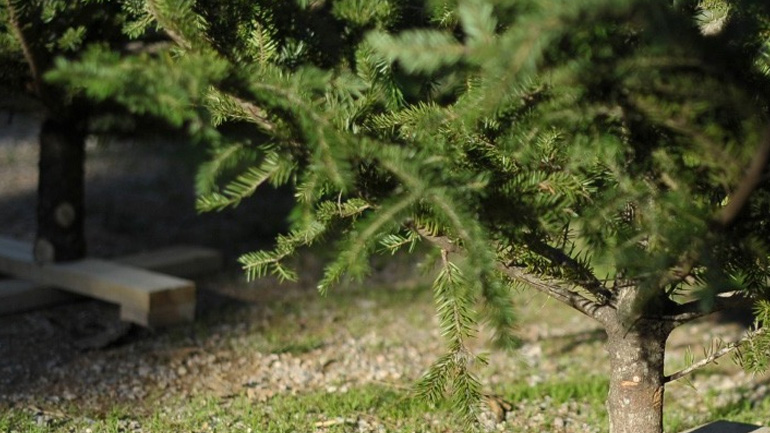 Σε νέο ρεκόρ ανακύκλωσης χριστουγεννιάτικων ελάτων προσβλέπει ο ΦΟΔΣΑ