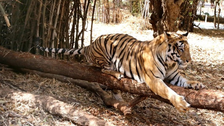 ΗΠΑ: Αστυνομικός πυροβόλησε και σκότωσε τίγρη που επιτέθηκε σε άνδρα σε ζωολογικό κήπο