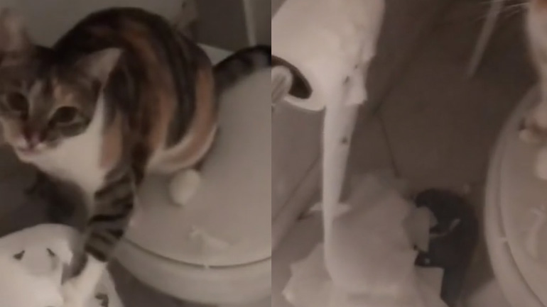 H γάτα τα έβαλε με το χαρτί υγείας