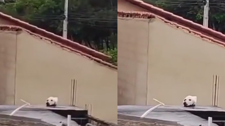 Τι κάνει αυτός ο σκύλος στην ταράτσα;