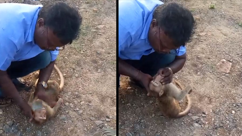 Ταξιτζής σώζει τη ζωή μαϊμούς με καρδιοαναπνευστική ανάνηψη