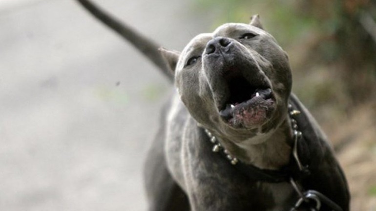 Πάτρα: Άγρια επίθεση πίτμπουλ σε ζευγάρι – Κατακρεούργησε το σκυλί τους