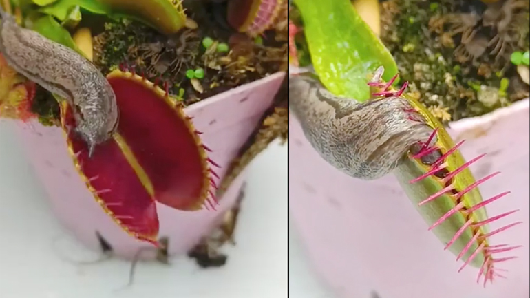 Σαλιγκάρι ξεφεύγει από ένα σαρκοφάγο φυτό