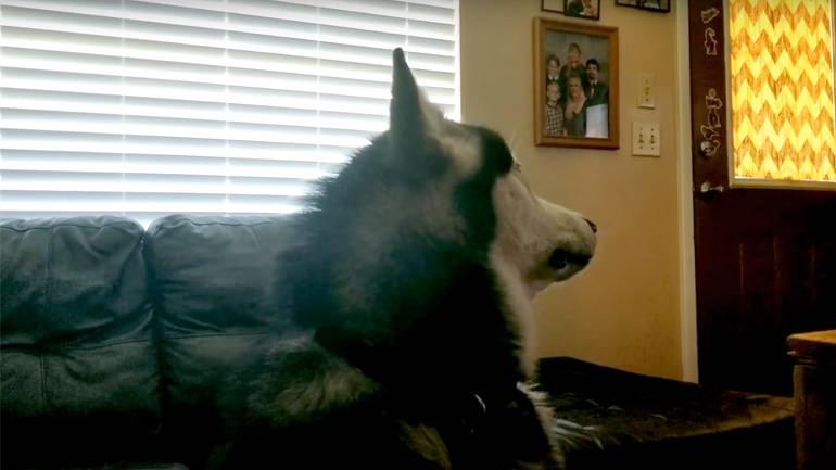 Σκύλος κρατάει μούτρα στην ιδιοκτήτριά του