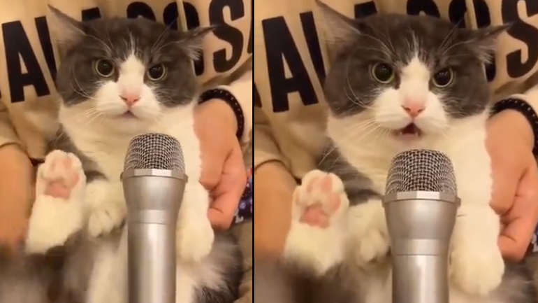 Μια γάτα στο μικρόφωνο