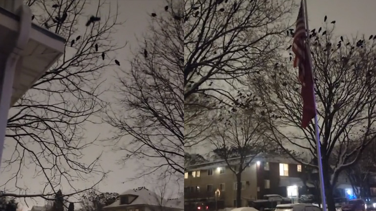 Κοράκια παντού