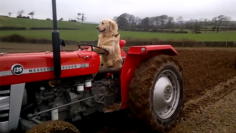 Σκύλος σε τρακτέρ 