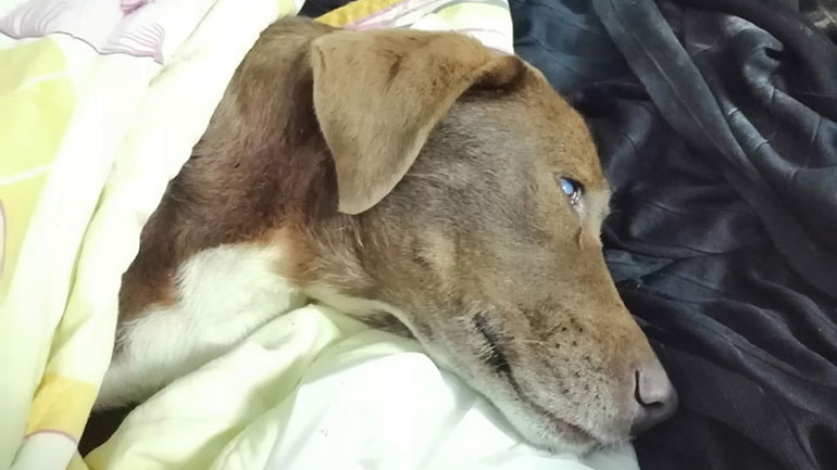 Νάουσα: Μεγάλη κτηνωδία – Σκότωσαν με φόλα την τυφλή αδέσποτη σκυλίτσα