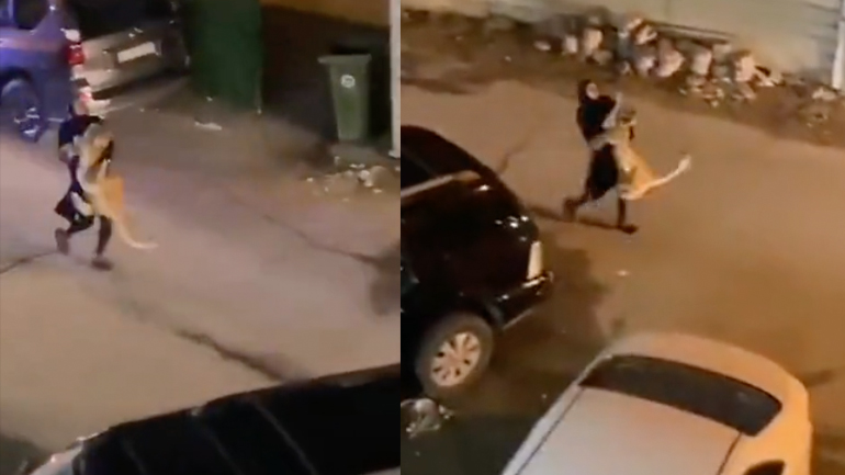 Γυναίκα μεταφέρει μια λέαινα στην αγκαλιά της