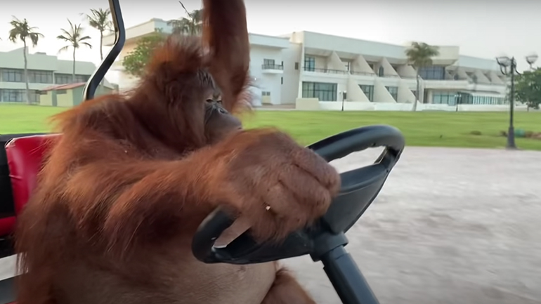 Ουρακοτάγκος οδηγεί ένα αμαξάκι του γκολφ