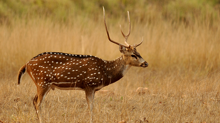 Παραγουάη: Ελάφι σκότωσε στρατιωτικό φρουρό στο προεδρικό μέγαρο της Ασουνσιόν