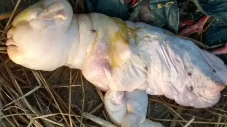 Ινδία: Κατσικάκι γεννήθηκε με… ανθρώπινο πρόσωπο