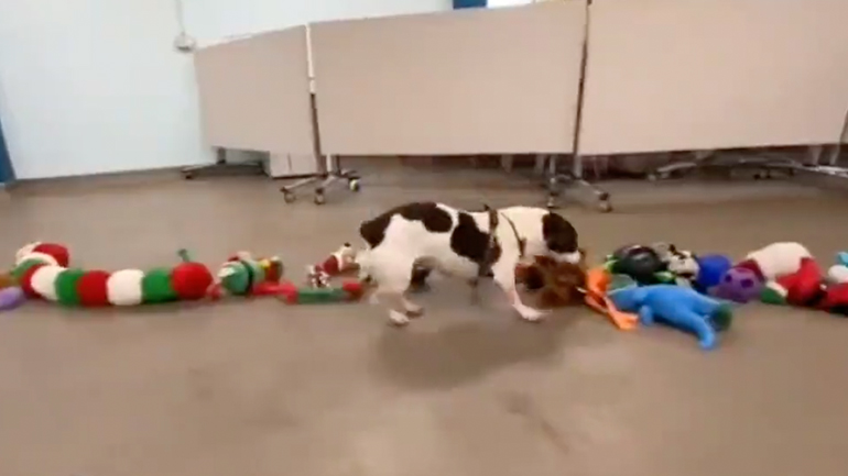 Σκύλοι διαλέγουν το δώρο τους