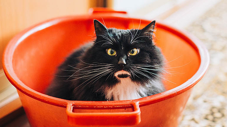 10 πολύ παράξενες πληροφορίες για τις γάτες