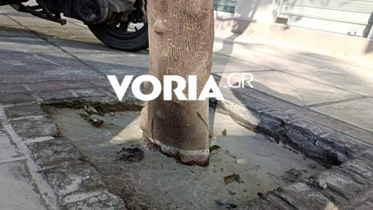 Θεσσαλονίκη: Άγνωστοι έριξαν τσιμέντο στις ρίζες δέντρων