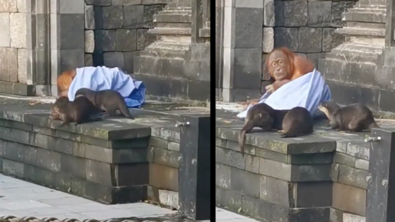 Βίδρες προσπαθούν να κλέψουν την κουβέρτα ενός ουρακοτάγκου