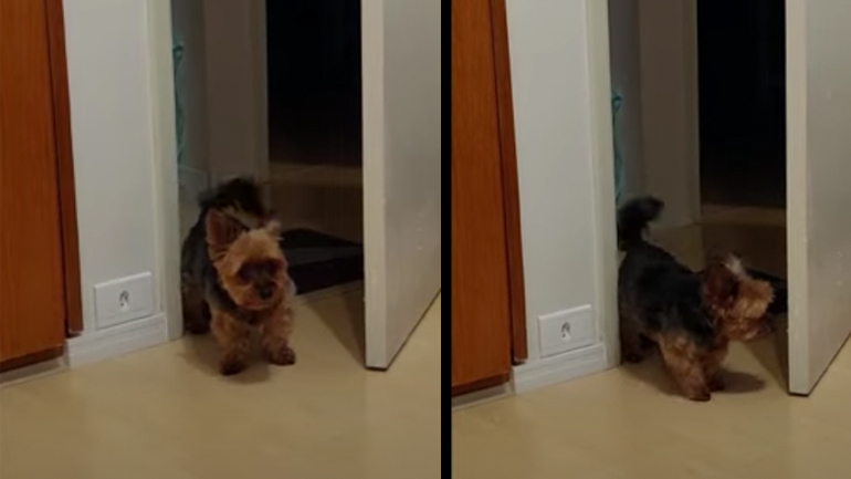 Ο σκύλος έχει νεύρα 