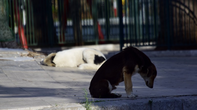 Μεσσηνία: Δηλητηρίασε δώδεκα γάτες και ένα σκύλο