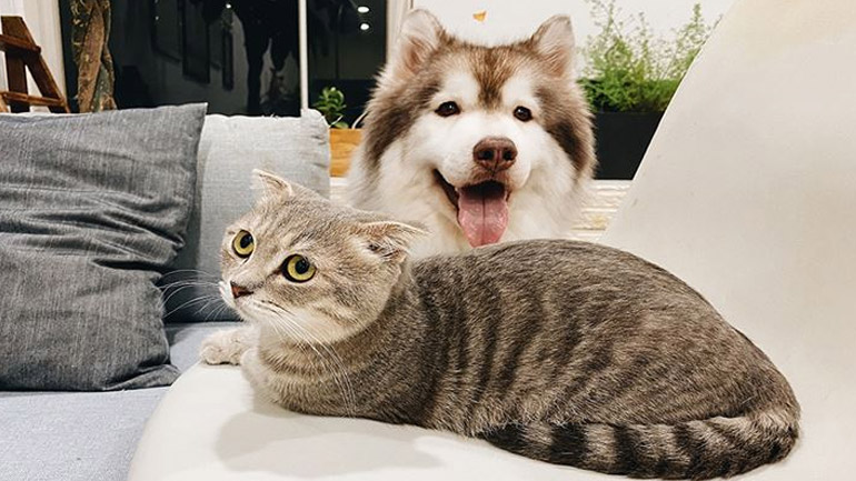 Τι πρέπει να περιέχει το φαρμακείο πρώτων βοηθειών για το κατοικίδιό σας; Τι πρέπει να περιέχει το φαρμακείο πρώτων βοηθειών για το κατοικίδιό σας;