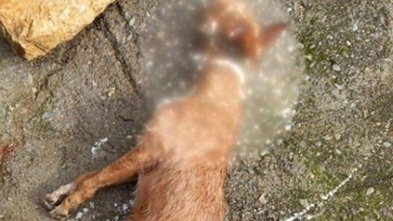 Κτηνωδία στα Χανιά: Κρέμασαν σκύλο σε πλατεία χωριού