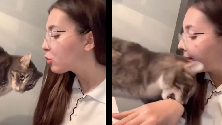 Πώς ακινητοποιείται μια γάτα που επιτίθεται