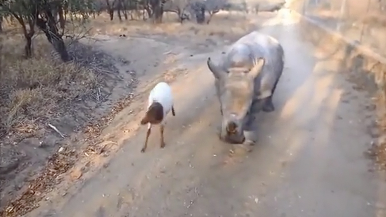 Αυτός ο ρινόκερος θα ήθελε να είναι κατσίκα