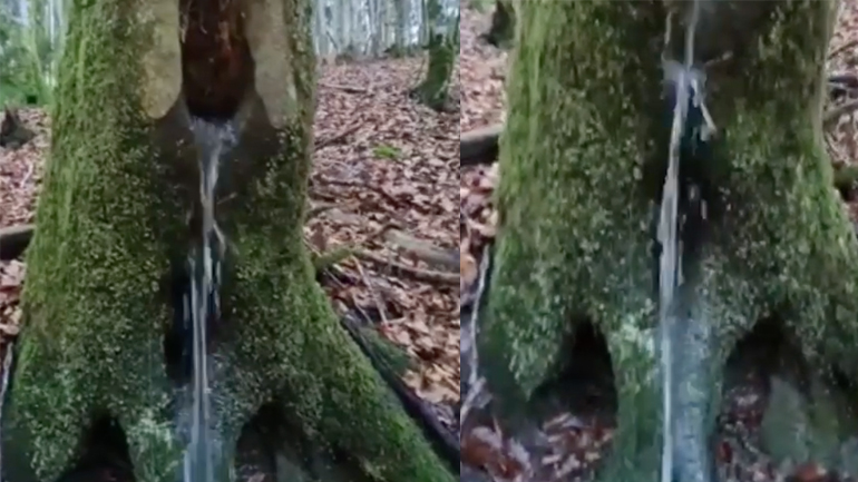 Ένα σιντριβάνι στη φύση 