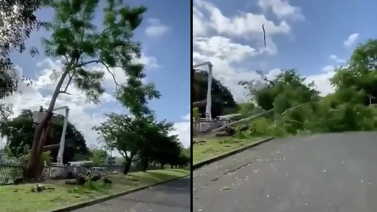 Η εκδίκηση του κομμένου δέντρου