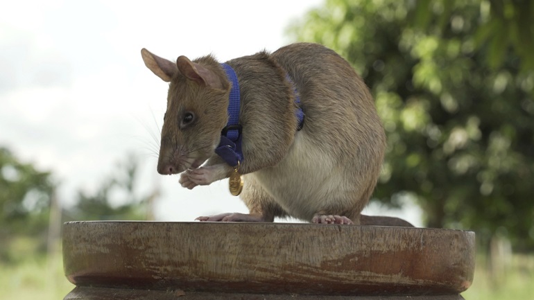 Καμπότζη: Πέθανε ο Μαγκάουα, ο αρουραίος – ήρωας που εντόπιζε νάρκες