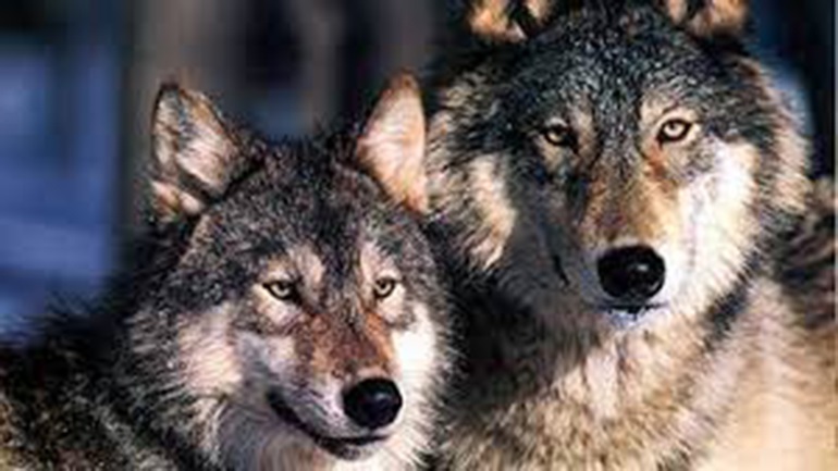 Χορεύοντας με τους Λύκους στην Πάρνηθα