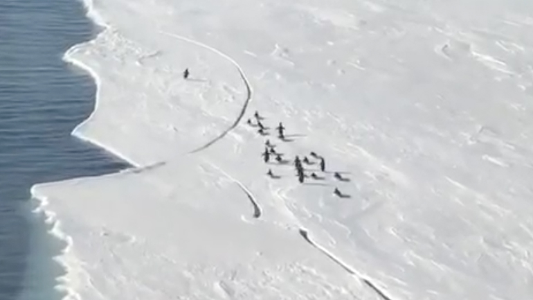 Πιγκουίνος παρασύρεται σε ένα κομμάτι πάγου