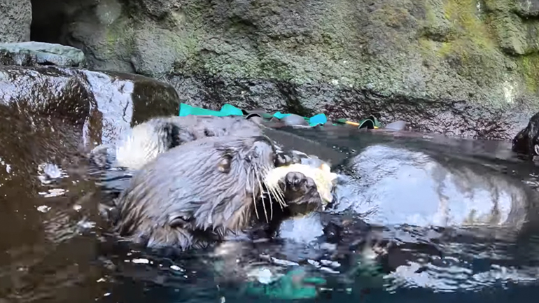 Βίδρες τρώνε στρείδια 