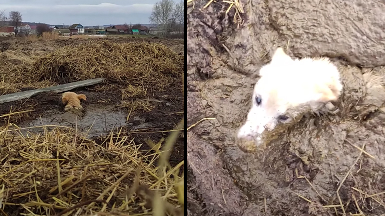 Διάσωση σκύλου που εγκλωβίστηκε σε λάσπη