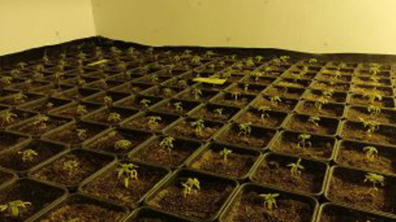 Φυτώριο καλλιέργειας κάνναβης εντοπίστηκε στη Νέα Χαλκηδόνα – Συνελήφθη ο ιδιοκτήτης