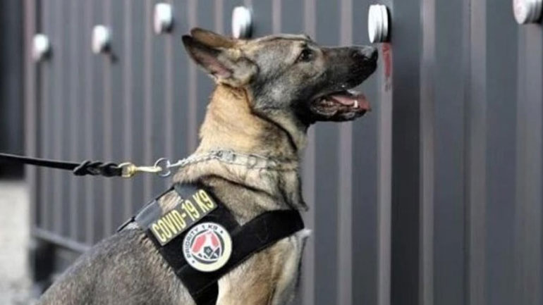 Σκύλοι εκπαιδεύονται για να ανιχνεύουν τον κορωνοϊό σε συναυλίες