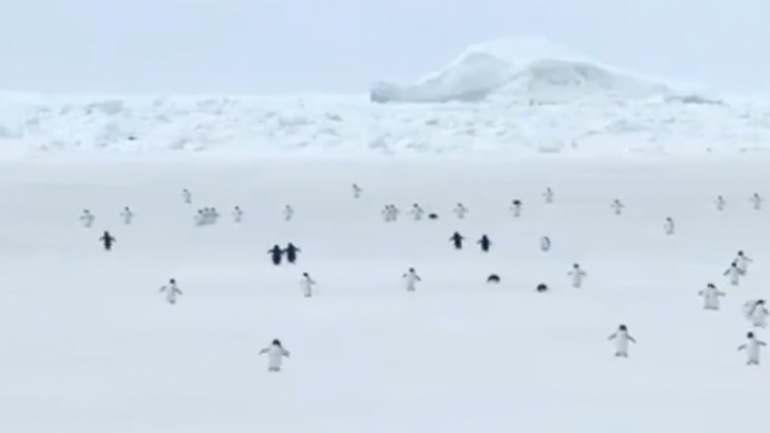 Πιγκουίνοι σε γρήγορη ταχύτητα