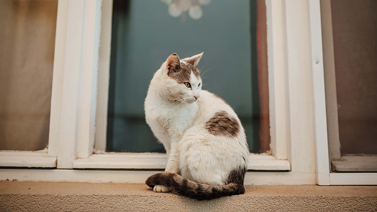 Ο FDA ενέκρινε φάρμακο για την ανακούφιση πόνου σε γάτες με οστεοαρθρίτιδα